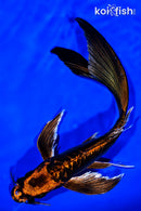 9" DOITSU ORENJI MATSUBA BUTTERFLY