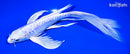 8.75" DOITSU HARIWAKE BUTTERFLY