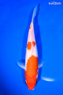 9" KOHAKU