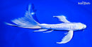 8.75" DOITSU HARIWAKE BUTTERFLY