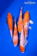 PACK OF (5) 4-5" STANDARD KOI