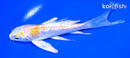 4.75" GINRIN LEMON HARIWAKE BUTTERFLY
