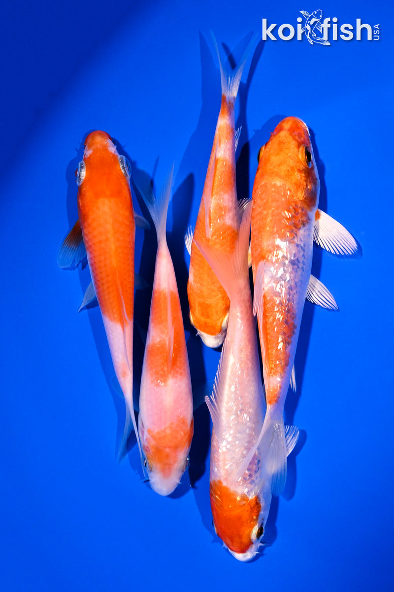 PACK OF (5) 4-5" STANDARD KOI