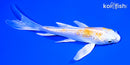 4.75" GINRIN LEMON HARIWAKE BUTTERFLY