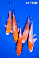 PACK OF (5) 4-5" STANDARD KOI