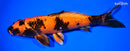 9.75" KIN HI UTSURI