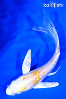 4.75" GINRIN LEMON HARIWAKE BUTTERFLY