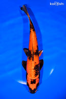 9.75" KIN HI UTSURI