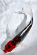 6.25" GOSHIKI BUTTERFLY