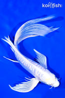 8.75" DOITSU HARIWAKE BUTTERFLY