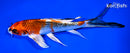 8.25" KUJKAU BUTTERFLY