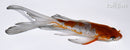 5.5" GINRIN OCHIBA SHIGURE BUTTERFLY