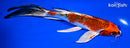 8.25" KUJKAU BUTTERFLY