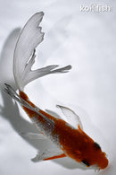 5.5" GINRIN OCHIBA SHIGURE BUTTERFLY