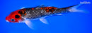 9.25" GOSHIKI