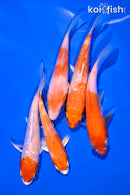 PACK OF (5) 4-5" STANDARD KOI
