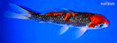 9.25" GOSHIKI