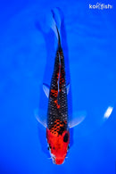 9.25" GOSHIKI