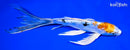 8.75" HEISEI NISHIKI BUTTERFLY