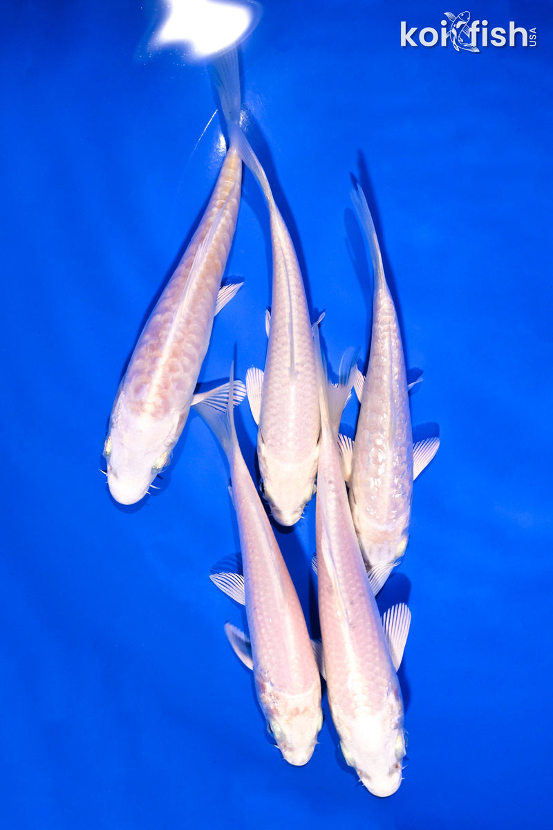 PACK OF (5) 4-5" PLATINUM OGON KOI