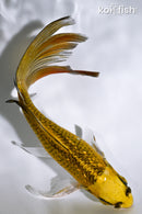 5.75" GINRIN KIN KI MATSUBA BUTTERFLY