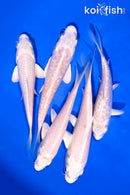 PACK OF (5) 4-5" PLATINUM OGON KOI