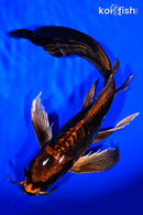 9" BENI KIKOKURYU BUTTERFLY