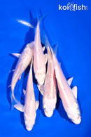 PACK OF (5) 4-5" PLATINUM OGON KOI