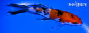 5" SANKE BUTTERFLY