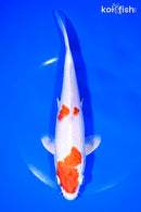 8.5" HARIWAKE