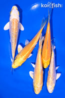 PACK OF (5) 4-5" YAMABUKI OGON  KOI