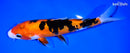8.75" DOITSU AKA SANKE