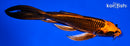 7.75" ORENJI MATSUBA BUTTERFLY