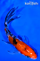 5" SANKE BUTTERFLY
