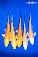 PACK OF (5) 4-5" YAMABUKI OGON  KOI