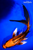 8.5" KIN ORENJI MATSUBA BUTTERFLY