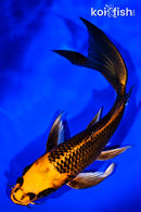 7.75" ORENJI MATSUBA BUTTERFLY
