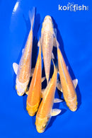 PACK OF (5) 4-5" YAMABUKI OGON  KOI