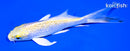 5.5" GINRIN HARIWAKE BUTTERFLY