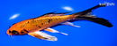 7.75" KIN ORENJI MATSUYBA BUTTERFLY