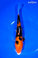 8.75" DOITSU AKA SANKE