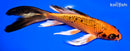 7.75" KIN ORENJI MATSUYBA BUTTERFLY