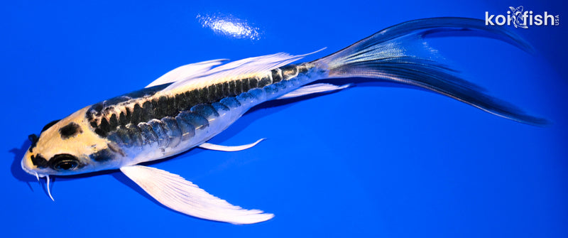 6.25" ARAGOKE KIN KIKOKURYU BUTTERFLY