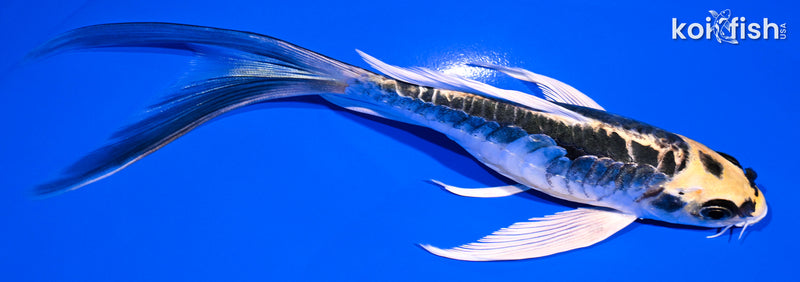 6.25" ARAGOKE KIN KIKOKURYU BUTTERFLY