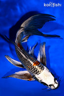 8.5" BENI GINGA BUTTERFLY