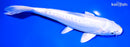 8.75" DOITSU LEMON HARIWAKE