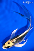 6.25" ARAGOKE KIN KIKOKURYU BUTTERFLY