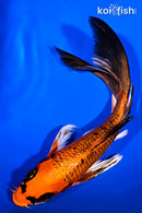 7.75" KIN ORENJI MATSUYBA BUTTERFLY