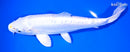 8.75" DOITSU LEMON HARIWAKE