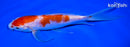 7.75" GINRIN KOHAKU BUTTERFLY